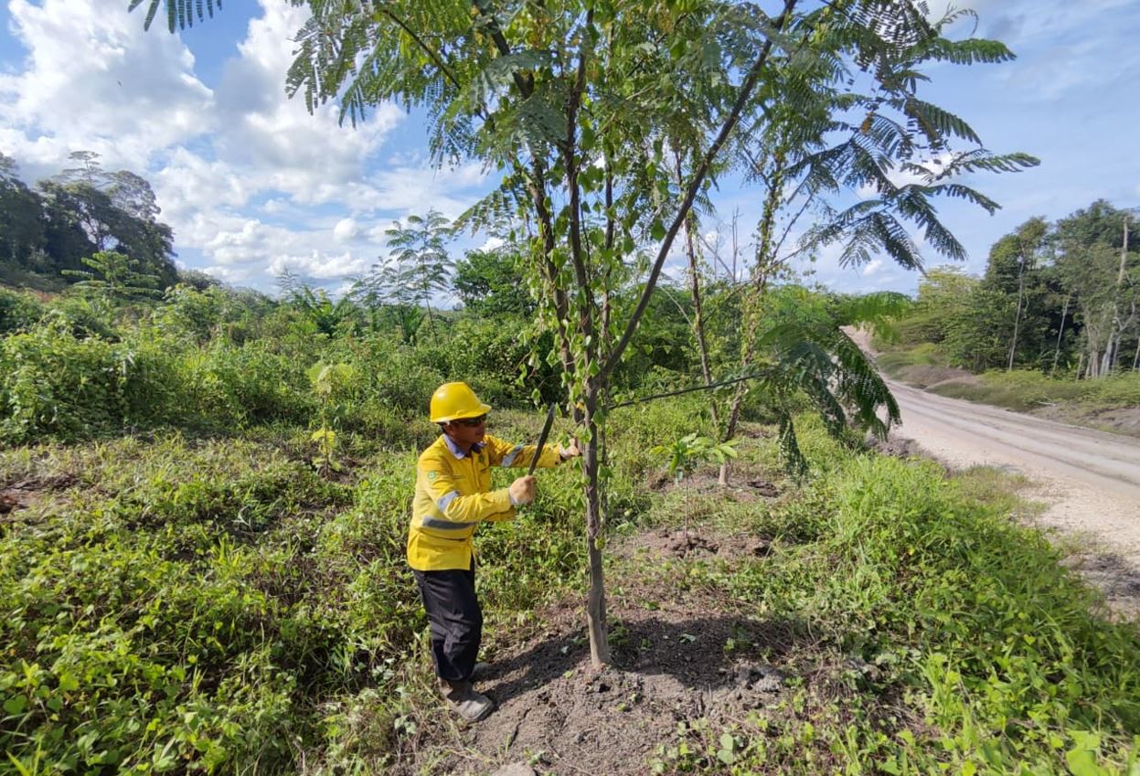 Reklamasi, sebagai Komitmen Keberlanjutan di PT Hamparan Mulya